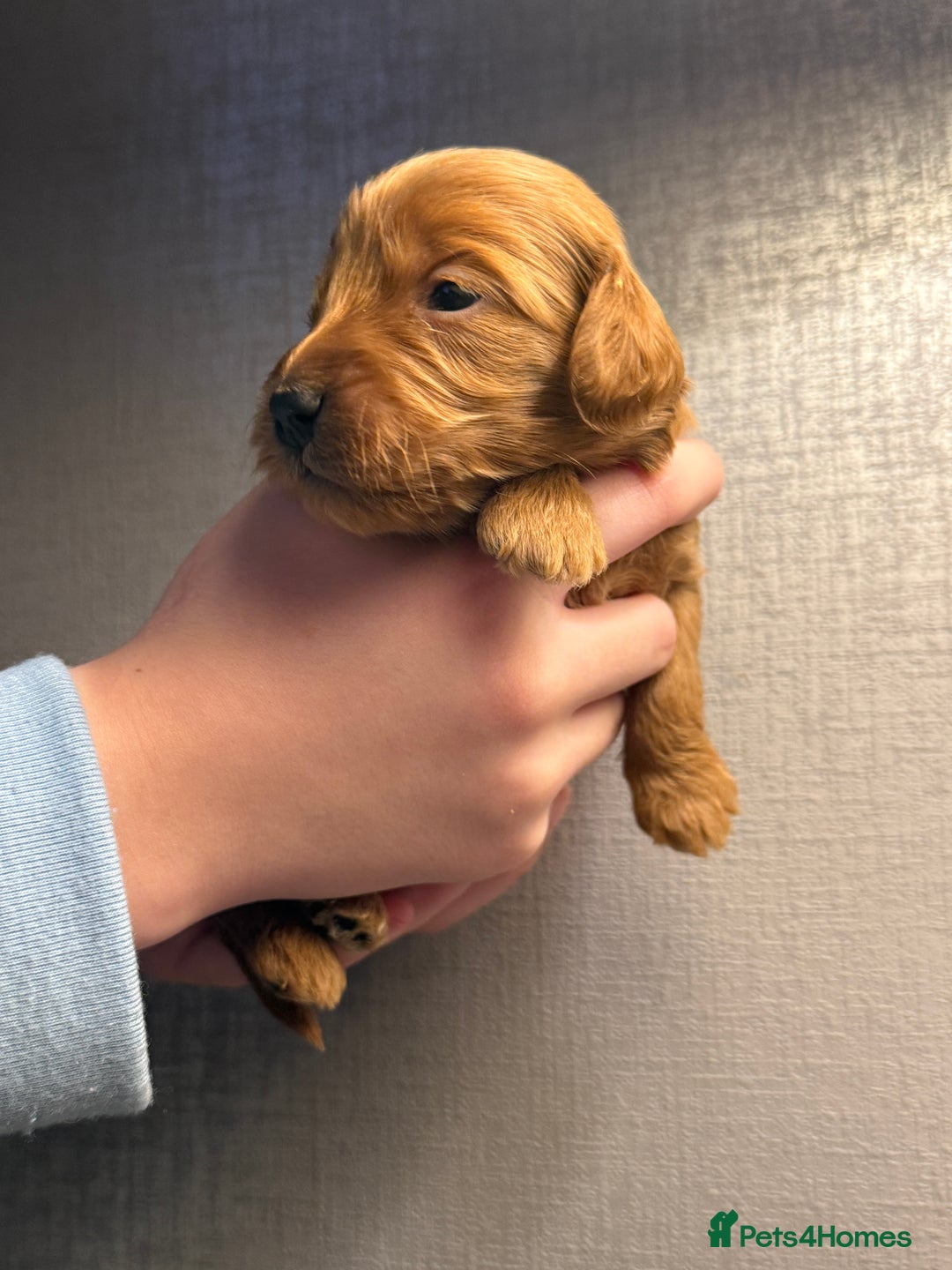 Cockapoo dogs for sale: Cockapoo F1 - Advert 31