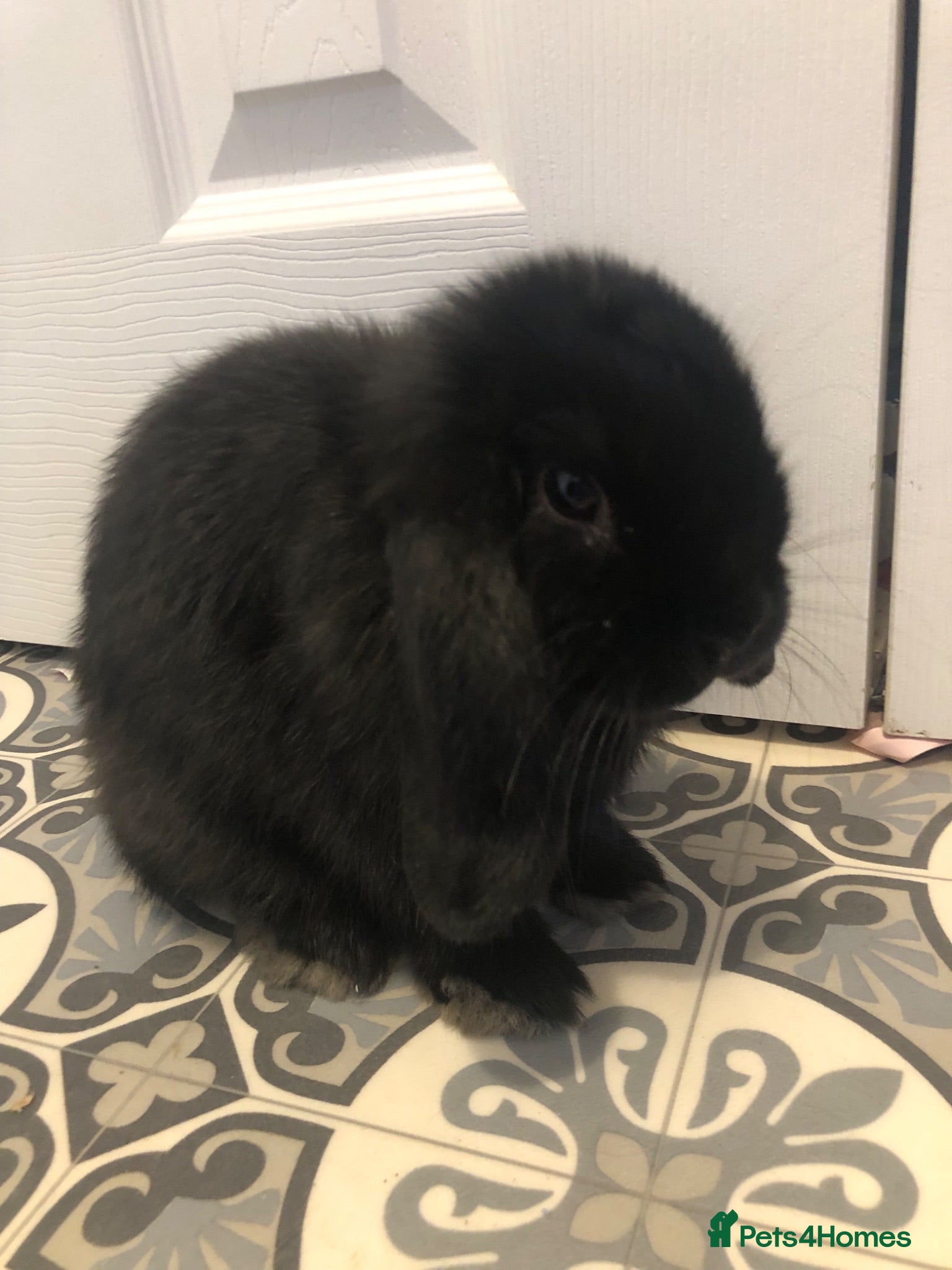 Netherland Dwarf rabbits Beautiful Netherland dwarf lop doe black  - Advert 1