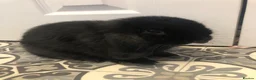 Netherland Dwarf rabbits for sale: Beautiful Netherland dwarf lop doe black  - Advert 1