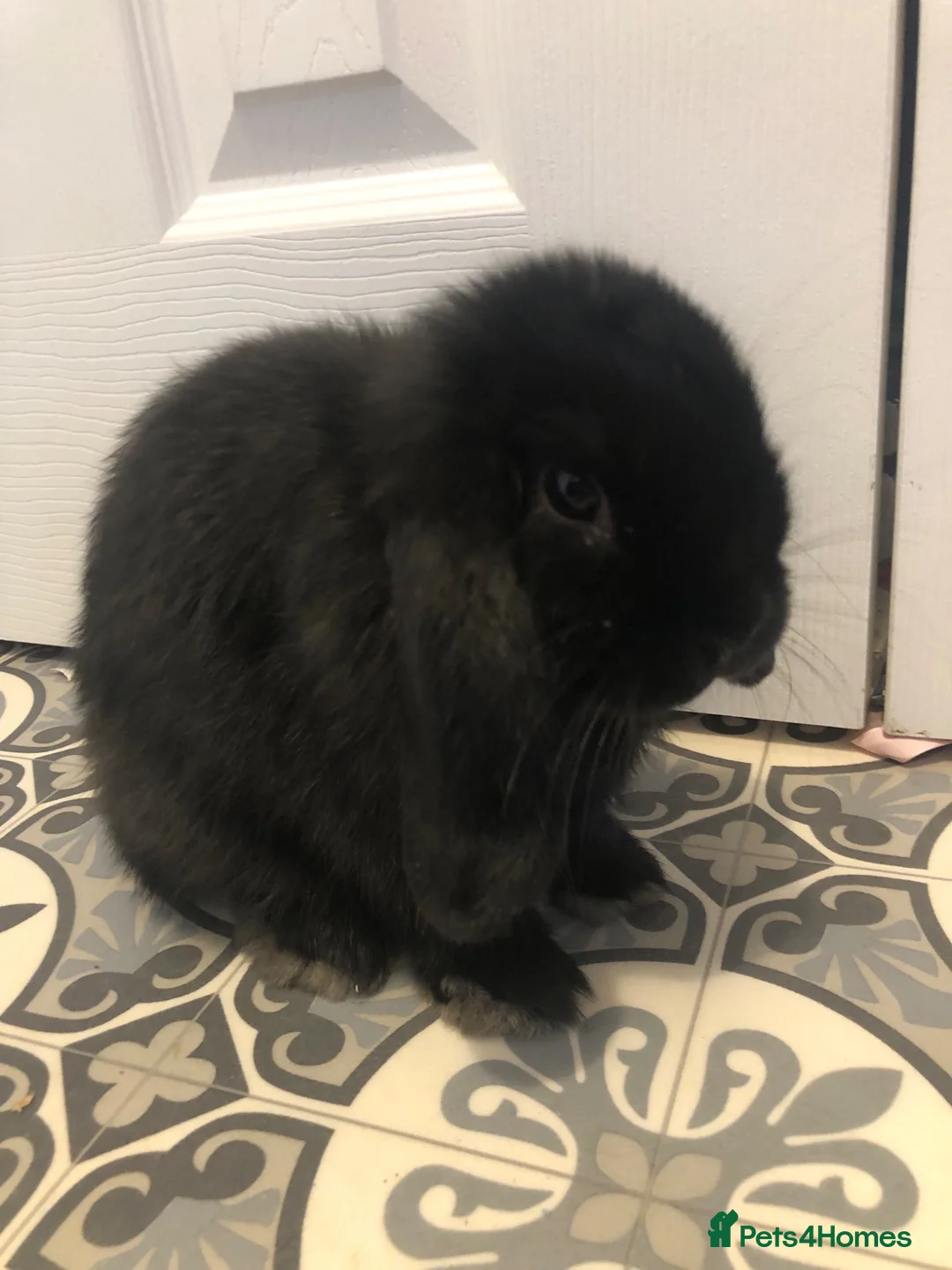 Netherland Dwarf rabbits for sale: Beautiful Netherland dwarf lop doe black  - Advert 1