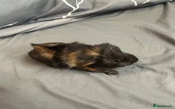 Guinea Pig rodents for sale: 1 baby boar for sale - Image 2