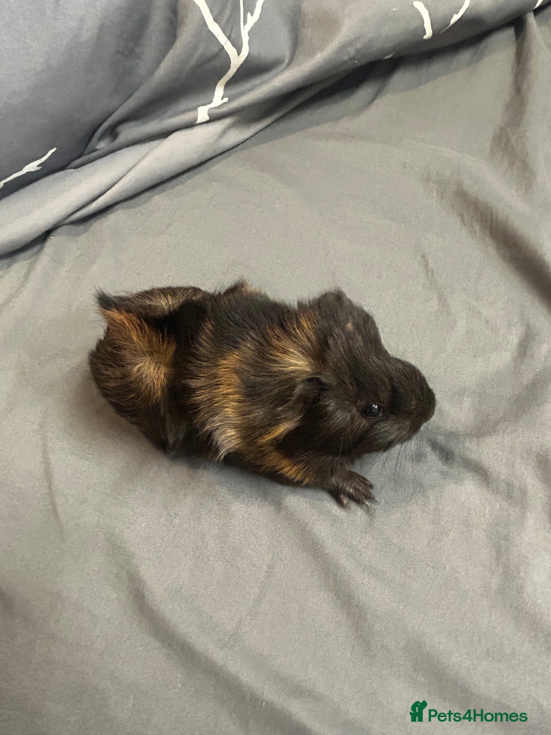 Guinea Pig rodents for sale: 1 baby boar for sale - Image 2