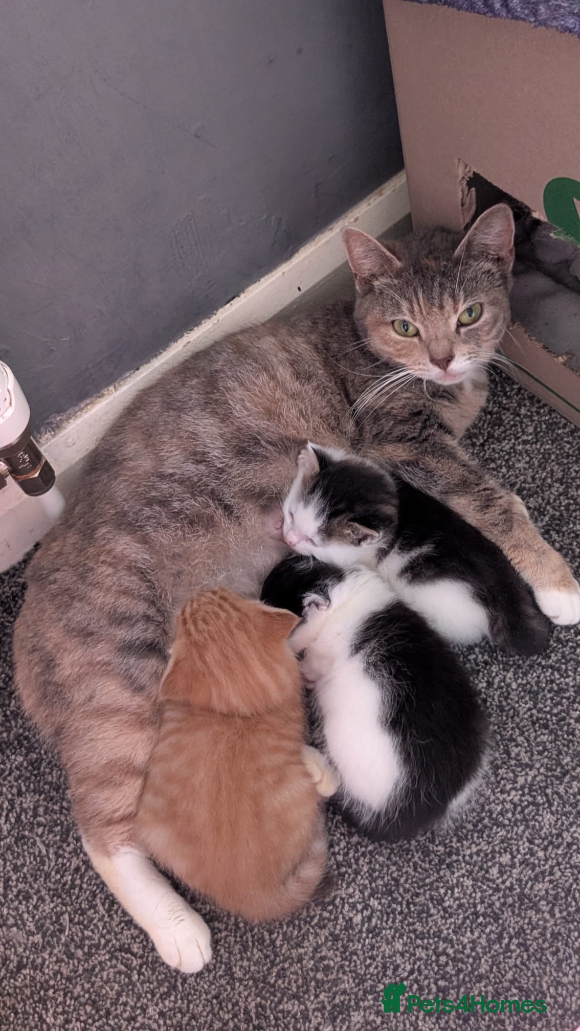 Mixed Breed cats 7 playful kittens.  - Advert 14