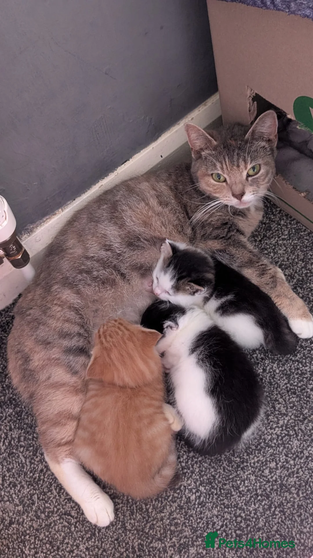 Mixed Breed cats for sale: 7 playful kittens.  - Advert 1