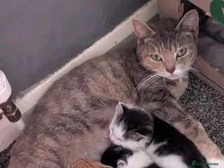 Mixed Breed cats 7 playful kittens. - Advert 5