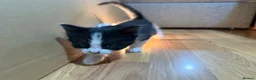 Korat cats for sale: Kittens Looking for Their Forever Homes - Advert 12