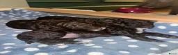 Cockapoo dogs for sale: 🤎 Chocolate Cockapoo’s 🤎 Health Tested 🤎 - Advert 6