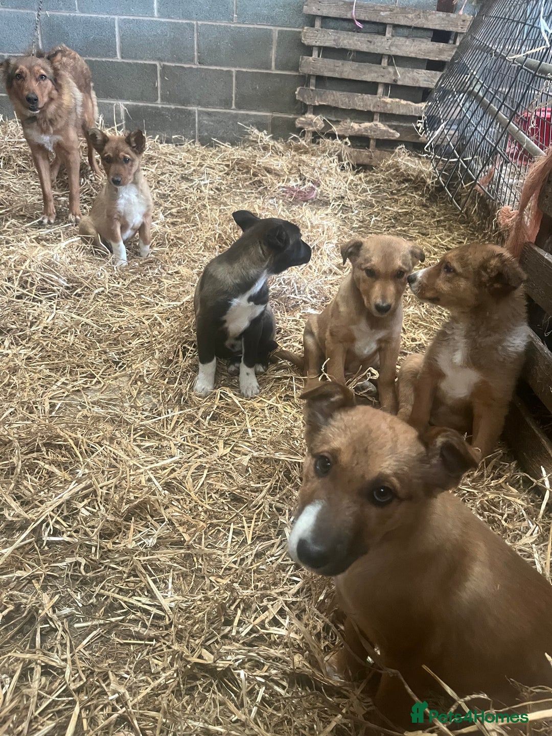 Border Collie dogs for sale: 5 border collie - Image 5