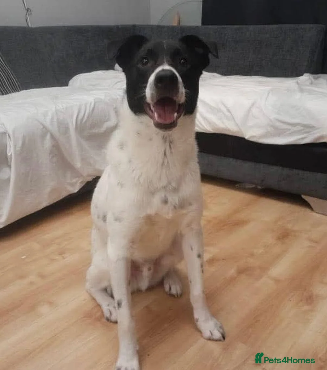 Mixed Breed dogs for adoption: Meet Rocky, currently residing in Edinburgh in Edinburgh - Advert 1