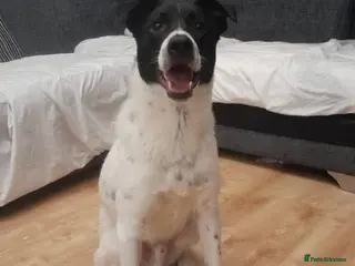 Mixed Breed dogs Meet Rocky, currently residing in Edinburgh - Advert 1