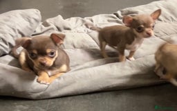 Chihuahua dogs for sale: CHIHUAHUA PUPPIES - Image 21