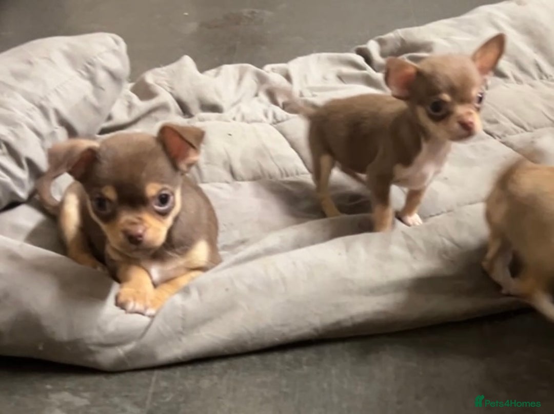 Chihuahua dogs for sale: CHIHUAHUA PUPPIES - Image 21