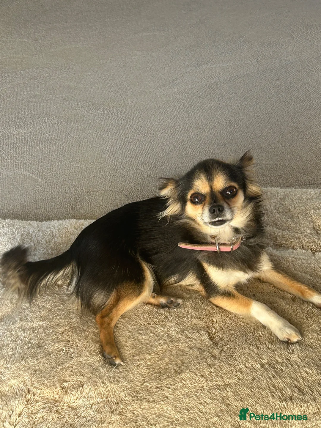 Chihuahua dogs for sale: Female Chihuahua - Advert 2
