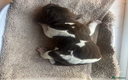 German Shorthaired Pointer dogs for sale: Beautiful KC reg German Shorthaired Pointer Pups - Image 27