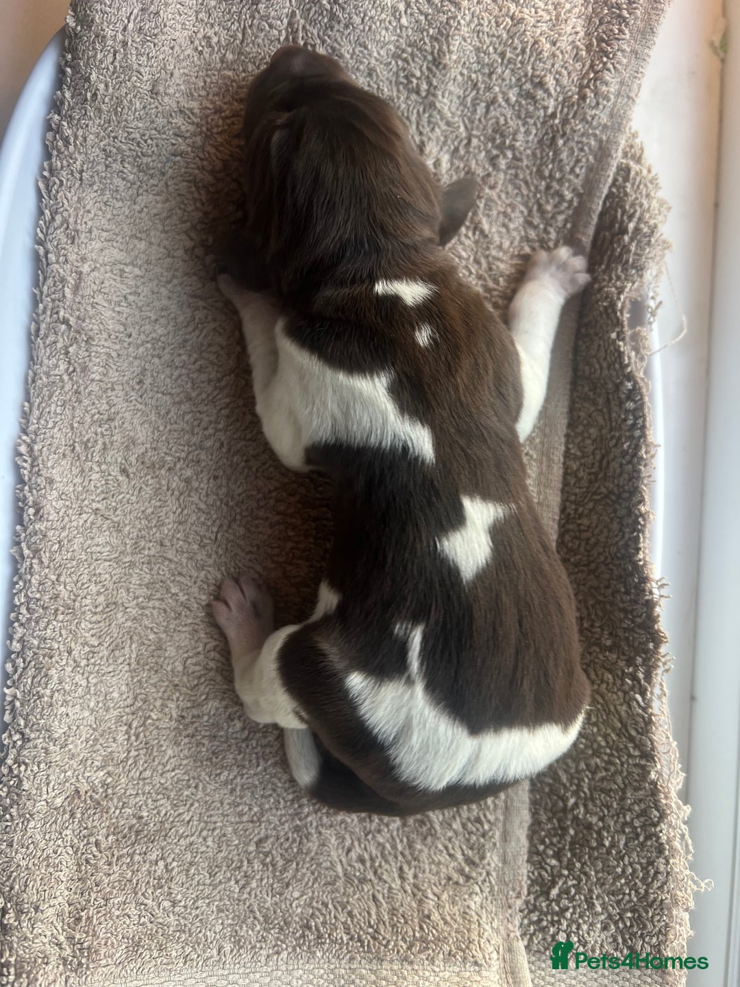 German Shorthaired Pointer dogs for sale: Beautiful KC reg German Shorthaired Pointer Pups - Image 27