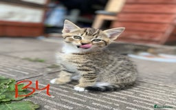 European cats for sale: 5 Adorable Male Kittens Looking for Loving Home - Image 1