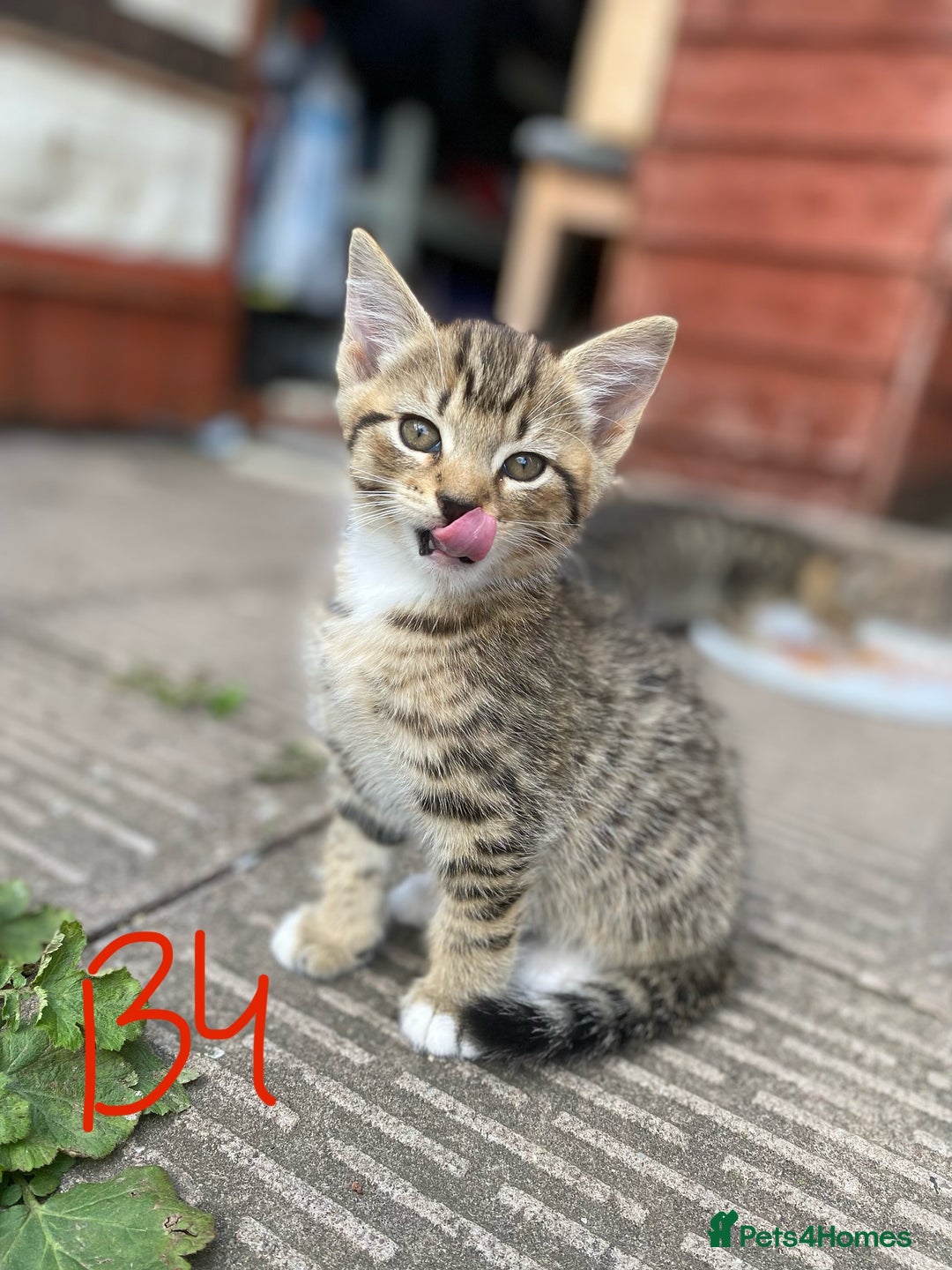 European cats for sale: 5 Adorable Male Kittens Looking for Loving Home - Image 1