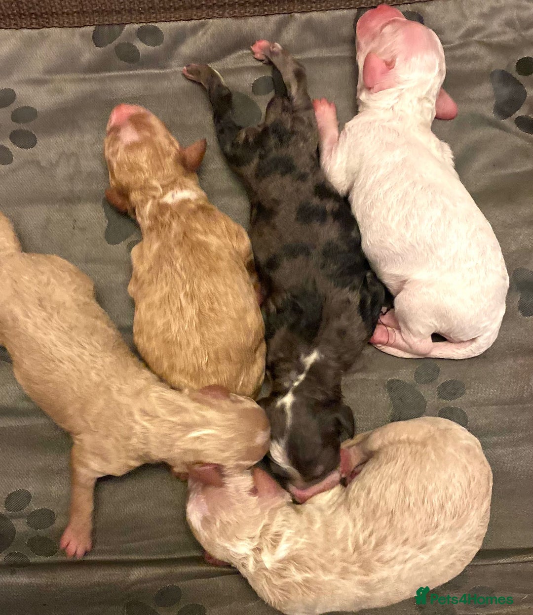 Cavapoo dogs for sale: Gorgeous cavapoo pups from health tested parents - Image 2