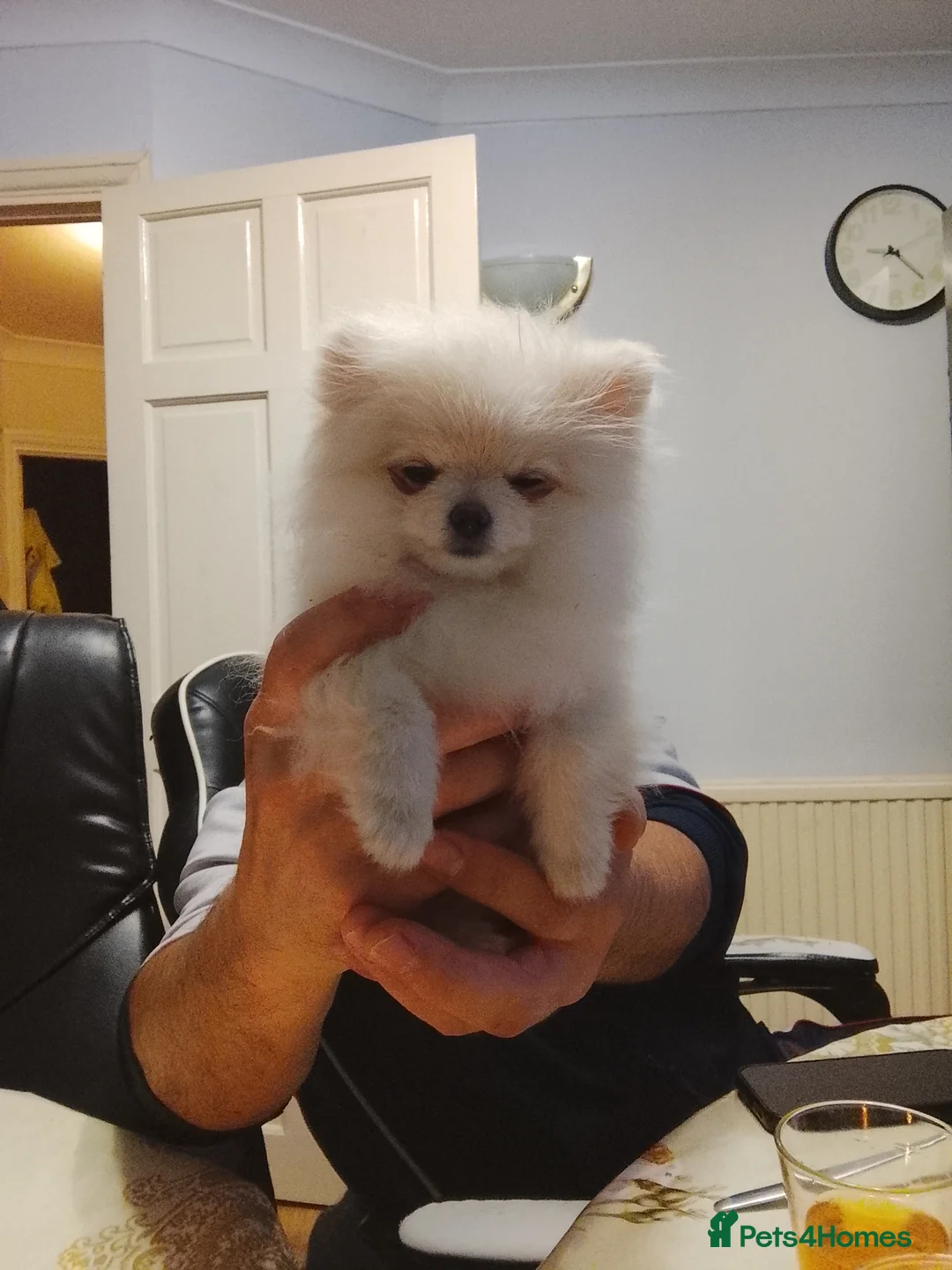 Pomeranian dogs for sale: Mini Pomeranian  in Mitcham - Advert 2