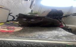 Mixed Breed cats for sale: 2 male kittens ready to leave today! - Image 4