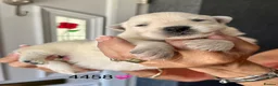 White Swiss Shepherd dogs for sale: Absolutely gorgeous  - Advert 2