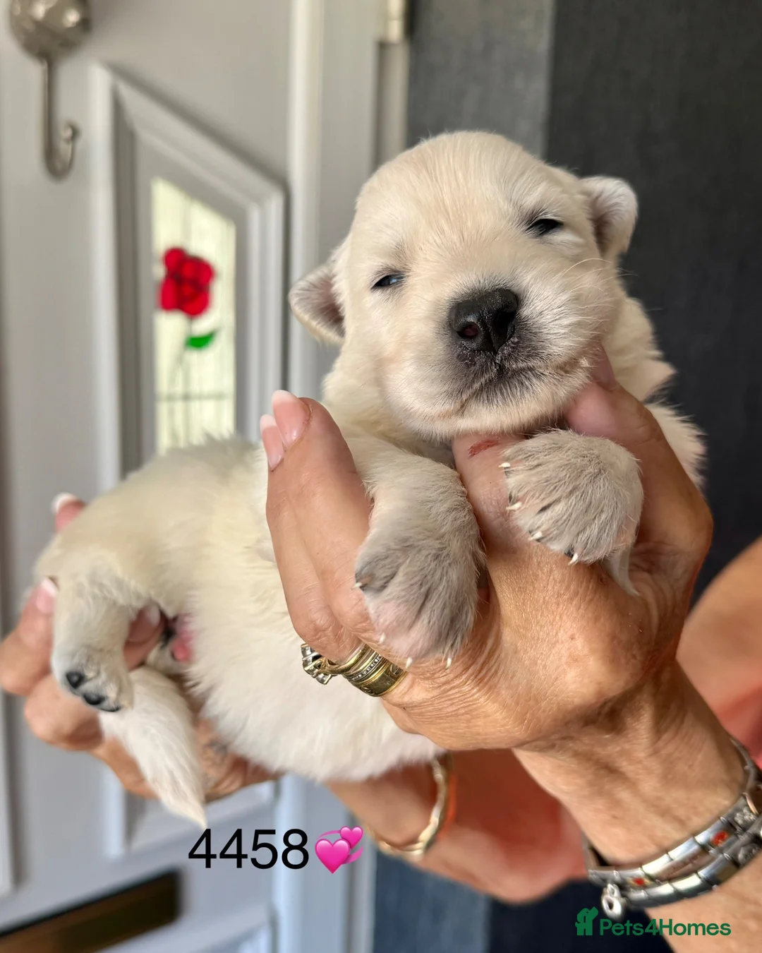 White Swiss Shepherd dogs for sale: Absolutely gorgeous  - Advert 2