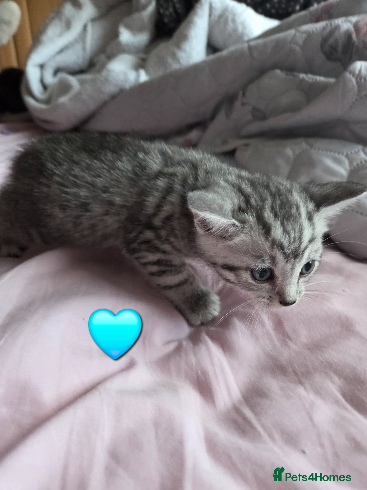 Mixed Breed cats Stunning kittens British shorthair  x maine coon - Advert 16