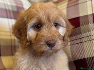 Cockapoo dogs F1 Gold Girl 5 star health tests - Advert 10