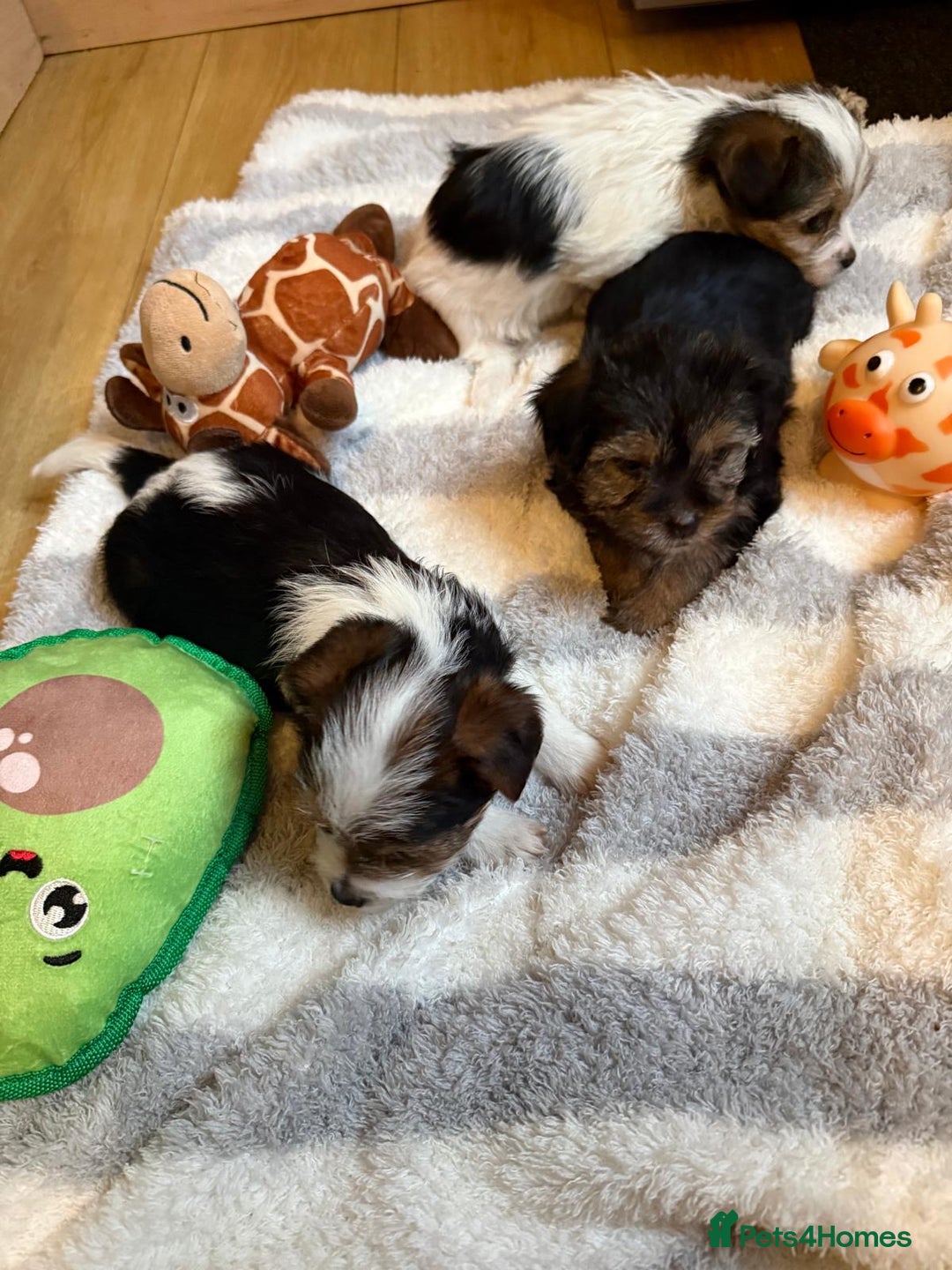 Shih Tzu dogs for sale: Lovely puppies ready to leave soon - Advert 1