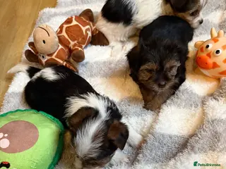 Shih Tzu dogs Lovely puppies ready to leave soon - Advert 4