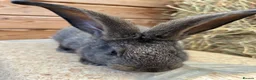 Continental Giant rabbits for sale: WE HAVE THE WORLDS BIGGEST BUNNIES  - Advert 5