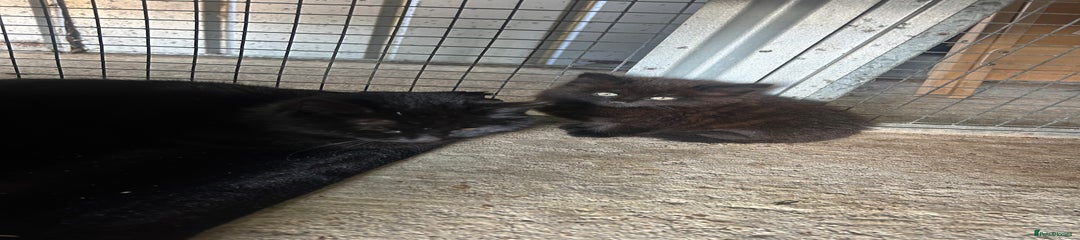 York Chocolate Kitten 2