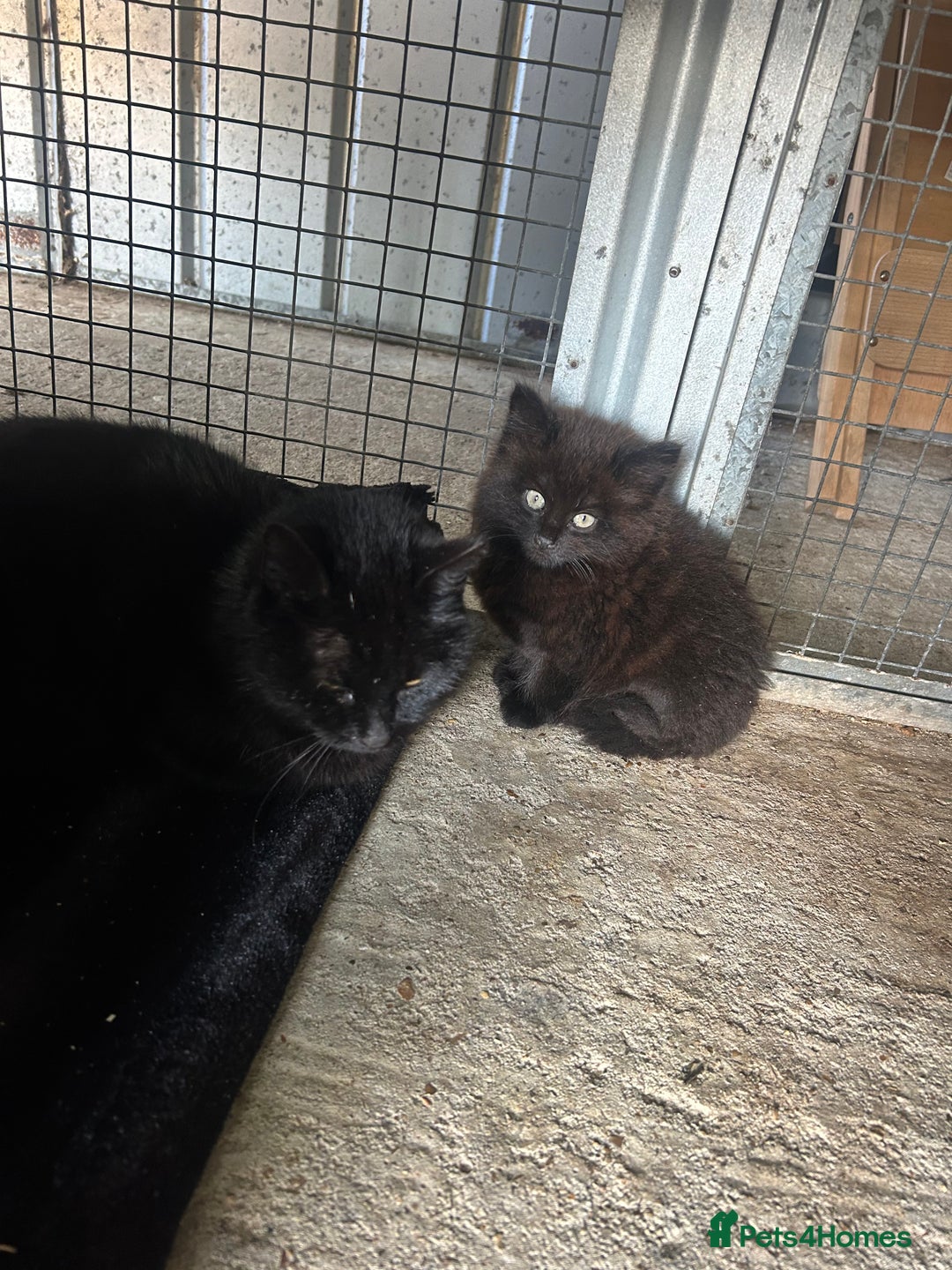 York Chocolate cats for sale: Kitten for sale  - Image 1