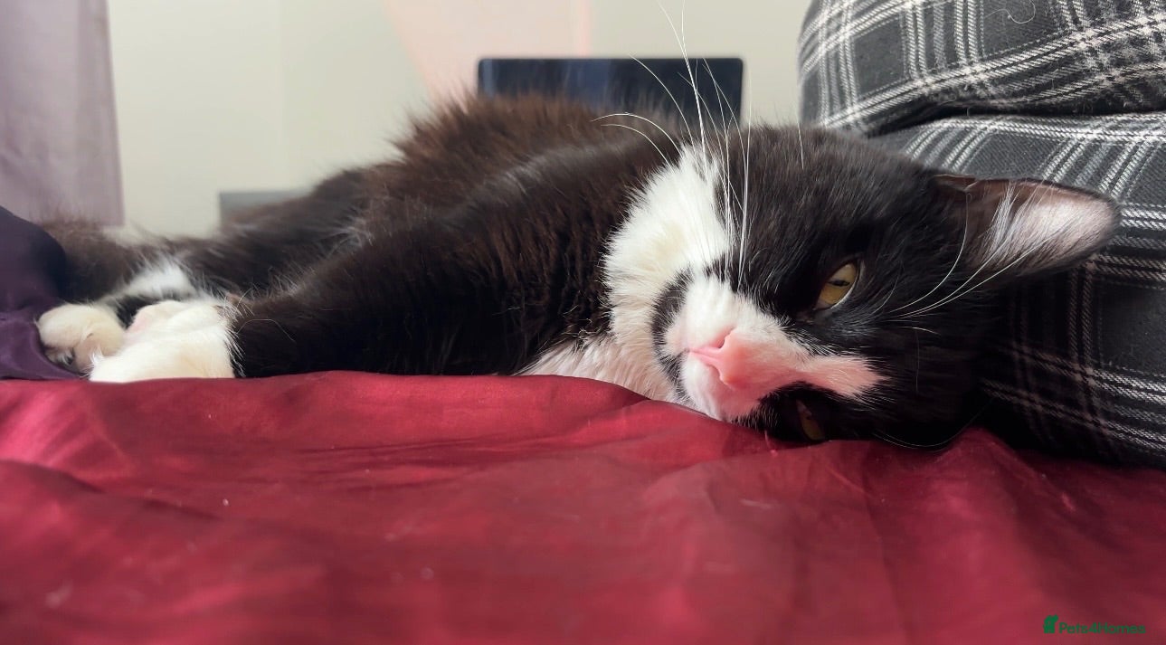 British Longhair cats Black & White Tuxedo Cat Loving & Laid-Back - Advert 1