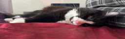 British Longhair cats for sale: Black & White Tuxedo Cat Loving & Laid-Back - Advert 1