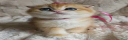 Scottish Fold cats for sale: ⭐️ Top Quality Scottish Fold Kittens ⭐️ - Advert 9