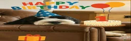 Sheepadoodle dogs for sale: Midi Sheepadoodle READY NOW - Advert 9