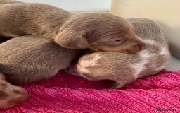 Miniature Dachshund dogs for sale: Miniature dachshunds  - Image 11