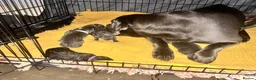 Cane Corso dogs for sale: Cane Corso puppies - Advert 9