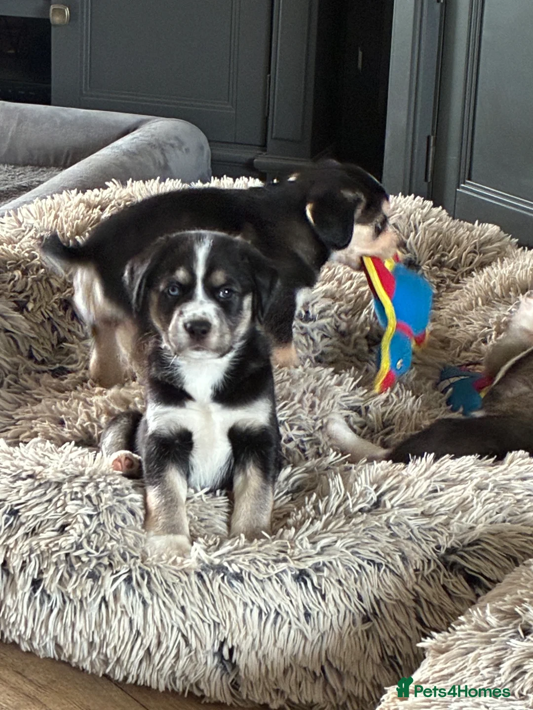 Mixed Breed dogs for sale: Cocker Spaniel x Siberian Husky Puppies - Advert 2