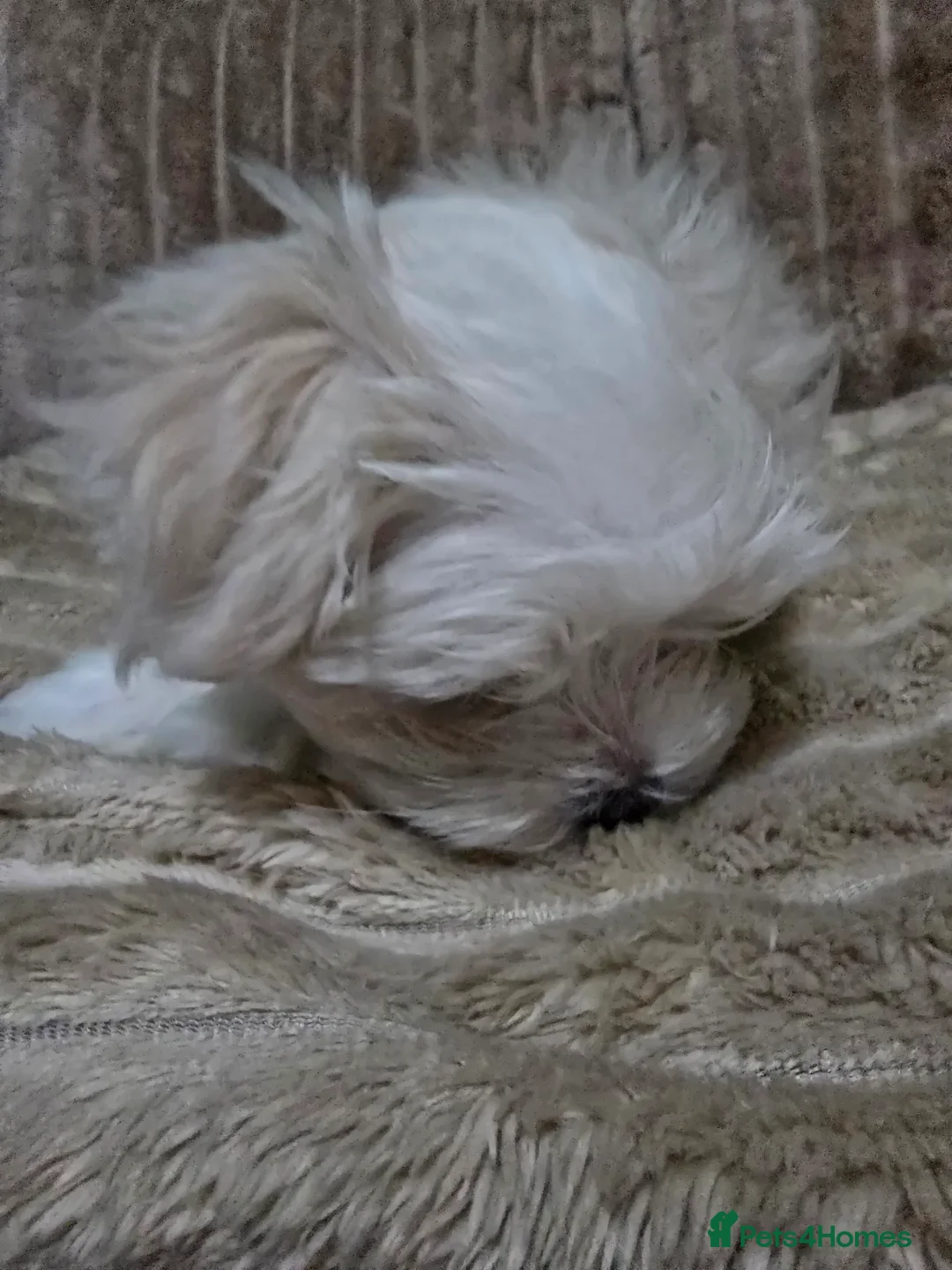 Maltese dogs for sale: Maltese puppy  boy - Advert 8