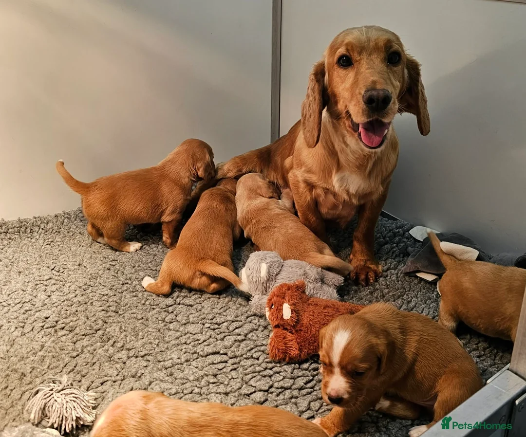 Bocker dogs for sale: Beautiful Red Bocker Pups - Ready 18.02.26 - Advert 6