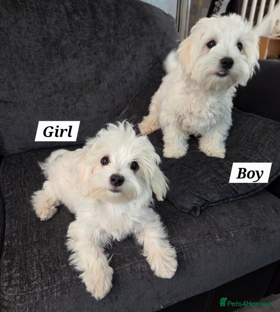 Maltese dogs for sale: KC Reg*Champion Bloodline Maltese Puppies  in Wakefield - Image 4