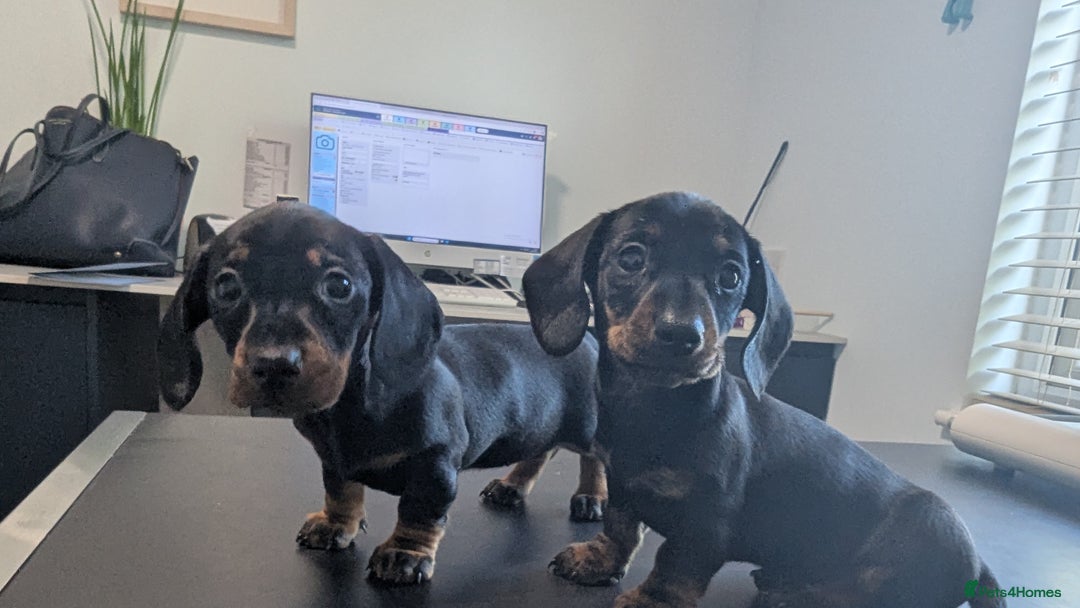 Miniature Dachshund dogs for sale: KC true to type miniature dachshund  - Image 3
