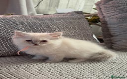 Ragdoll cats for sale: Stunning Ragdoll kittens available  - Image 8