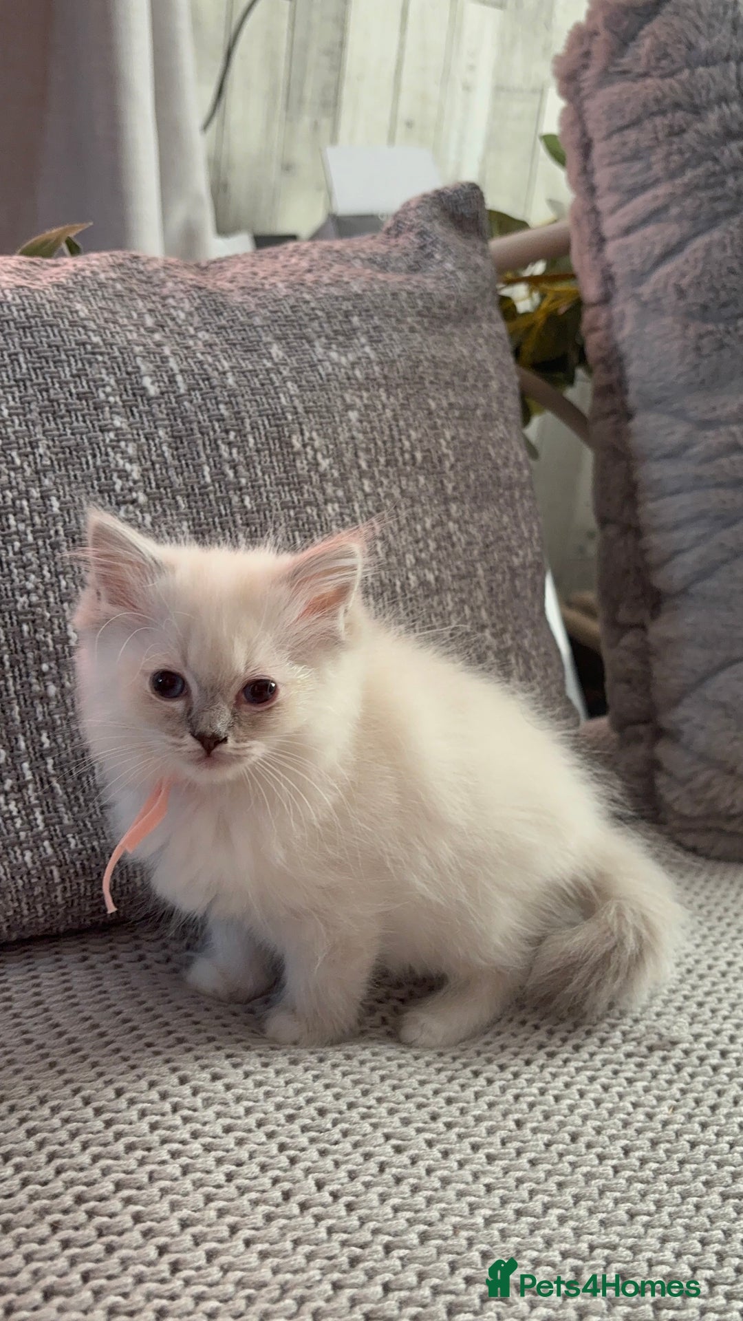 Ragdoll cats for sale: Stunning Ragdoll kittens available  - Image 8