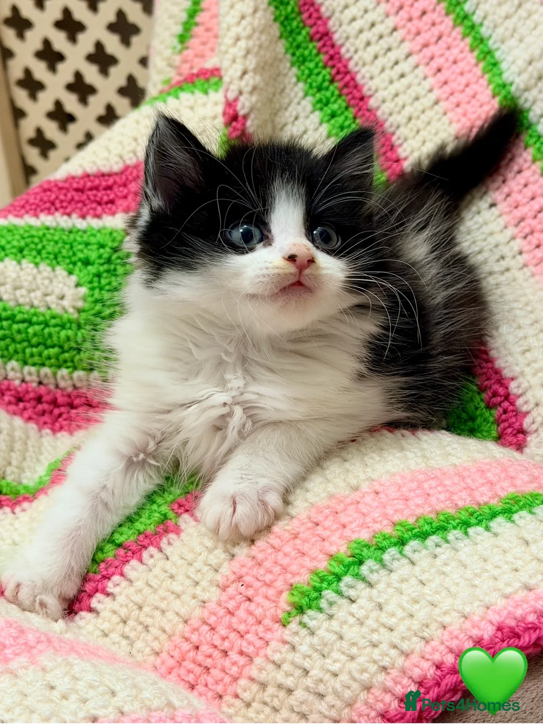 Mixed Breed cats for sale: 💖 MAINE COON X RAGDOLL *PARENTS HEALTH TESTED* 💖 - Advert 13