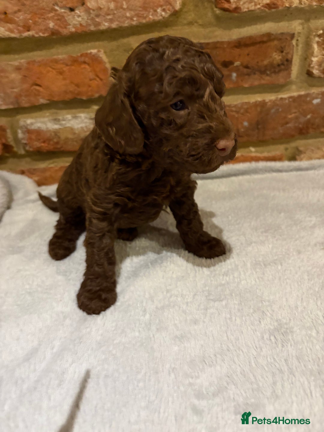 Cockapoo dogs for sale: F1b cockapoo puppies - Advert 11