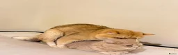 British Shorthair cats for stud: British golden cat - Advert 4