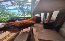 Chickens poultry for sale: Welsummer bantam Cockerell for sale £15 - Image 2